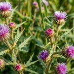 Máriatövis virágai, amelyek támogatják a máj és az emésztés egészségét.